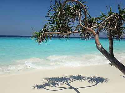 tree near seashore during daytime thumbnail