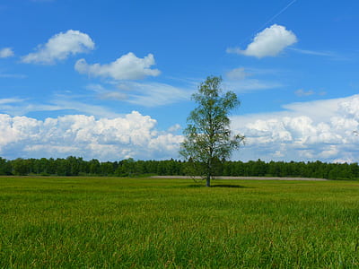 Green Field of Grasses Green Tree in Between thumbnail