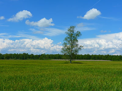green tree in the middle of green grass field thumbnail