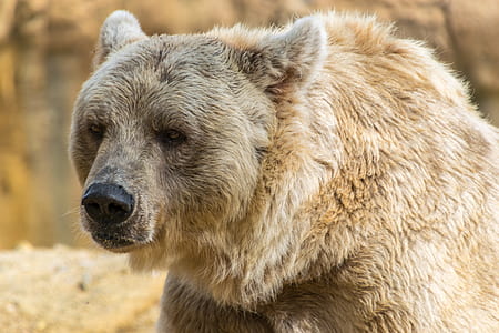 photo of gray adult bear thumbnail