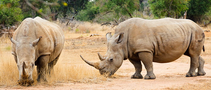 two rhinoceros earing grass thumbnail