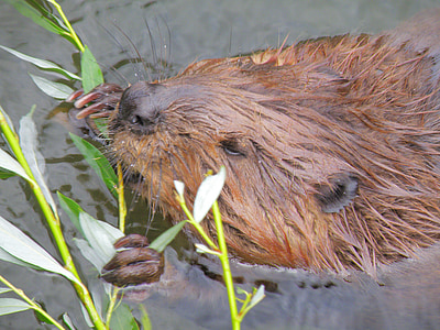 brown beaver holding onto green plant thumbnail