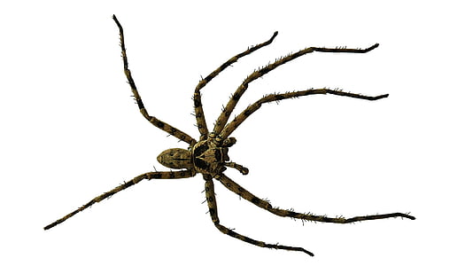 brown huntsman spider on white background closeup photography thumbnail