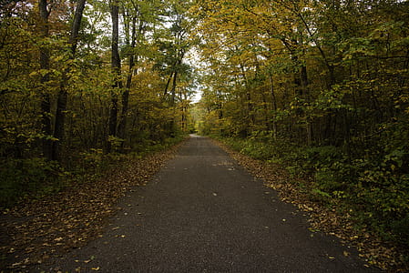 Photo of Road in Between of Trees thumbnail