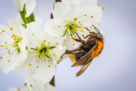 orange and brown honeybee thumbnail