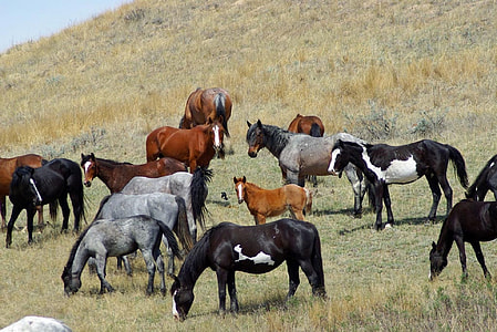 group of horse on beige field mountain thumbnail