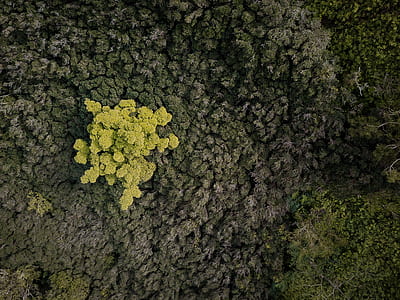 aerial photography of trees during daytime thumbnail