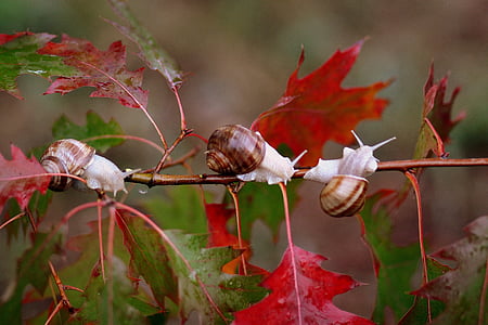 shallow focus photography of brown-and-white snails thumbnail