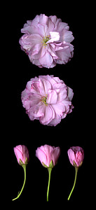 closeup photo of five pink and white petaled flowers thumbnail