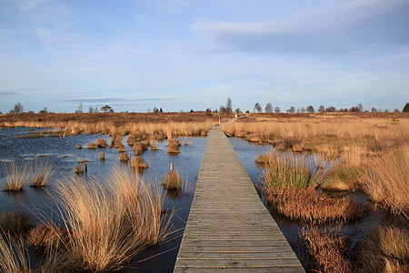 brown wooden board walk on body of water thumbnail