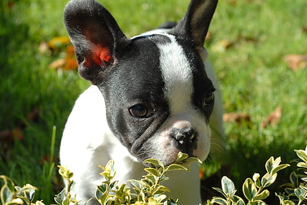 adult black and white Boston terrier on grass field during daytime thumbnail