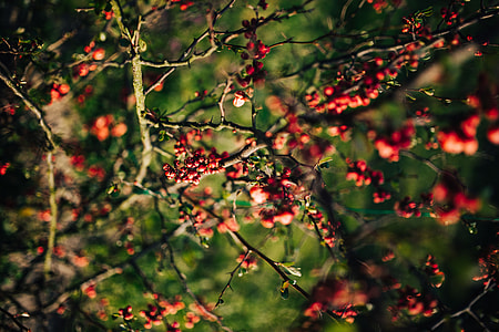 Red rowan on trees thumbnail