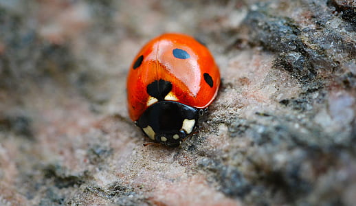 close-up photography of ladybird thumbnail