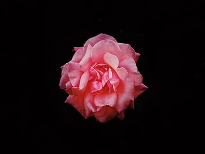 selective focus photo of pink rose flower thumbnail