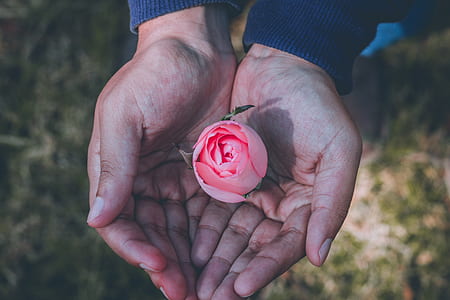 shallow focus photography of person holding pink rose during daytime thumbnail