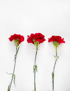 Flatlay Photography of Carnation thumbnail