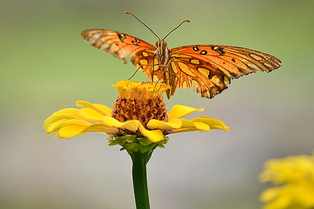 selective focus photography of gulf fritillary butterfly perching on yellow flower thumbnail