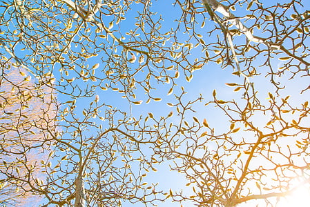 low angle view photography of flowering tree during daytime thumbnail
