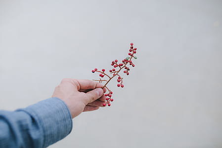 selective focus photography of person holding red fruits thumbnail