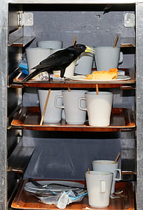 bird eating the bread on shelf thumbnail