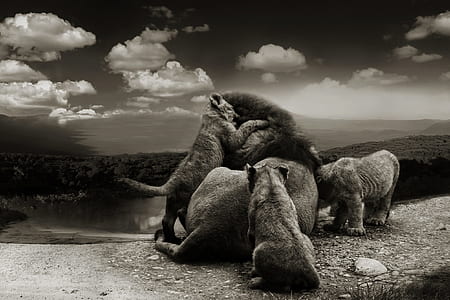 grayscale photo of lion surrounded with cubs thumbnail