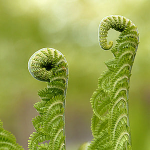 closeup photography of green leaf plant during daytime thumbnail