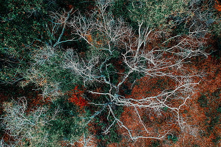 Aerial Photography of Green Leafed Tree thumbnail