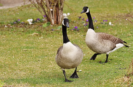 white-brown-and-black Canada geese walkthrough on green grass thumbnail