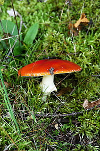 focus photo of orange and white mushroom thumbnail