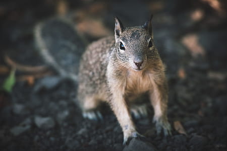 Curious Squirrel thumbnail