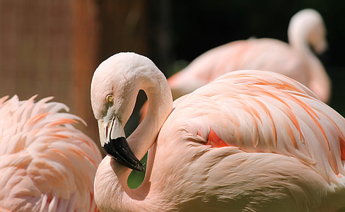 photo pink-and-white flamingos thumbnail