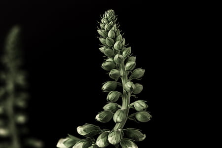 closeup photo of green plant thumbnail