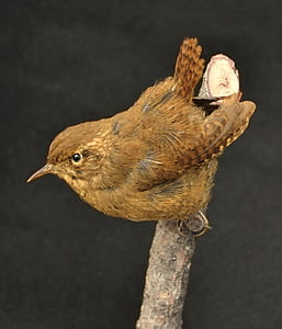 brown bird perched on tree branch thumbnail