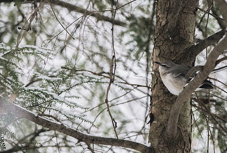bird on branch thumbnail