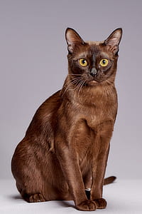 short-haired brown cat thumbnail