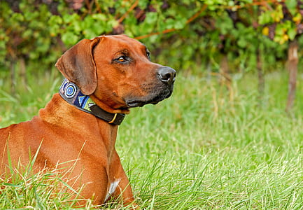 adult tan redbone coonhound thumbnail