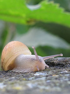 shallow focus photography of beige snail thumbnail