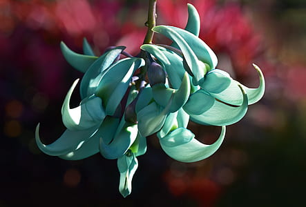closeup photo of teal coral tree flower thumbnail