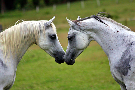 two white horses in closeup photo thumbnail