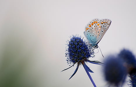 blue and orange butterfly perched on blue flower at daytime thumbnail