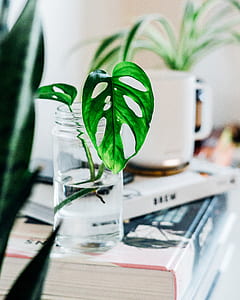 green leafed indoor plant in clear glass vase thumbnail
