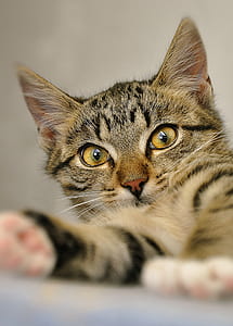 brown tabby cat thumbnail