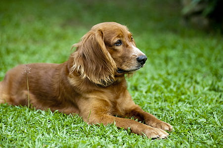 pet dog laying on grass field thumbnail