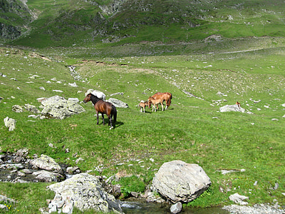 herd of horses on grass field thumbnail