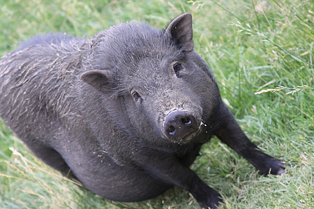 black boar standing on grass thumbnail
