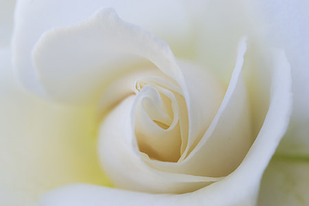 shallow focus photography of white rose thumbnail
