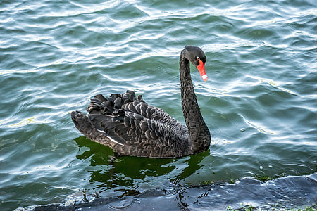 black duck on green body of water during daytime thumbnail