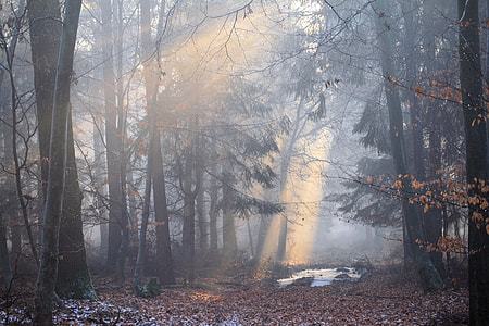 brown trees at forest during daytime thumbnail