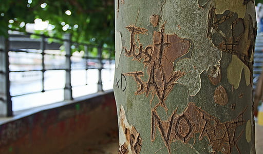 green and brown tree trunk thumbnail