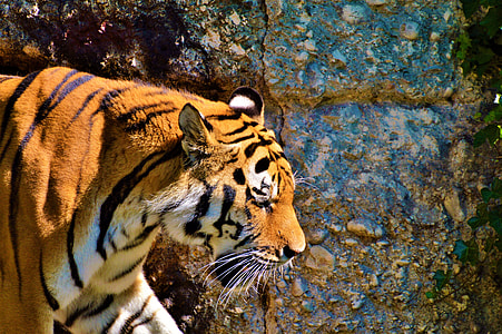 tiger standing beside wall thumbnail